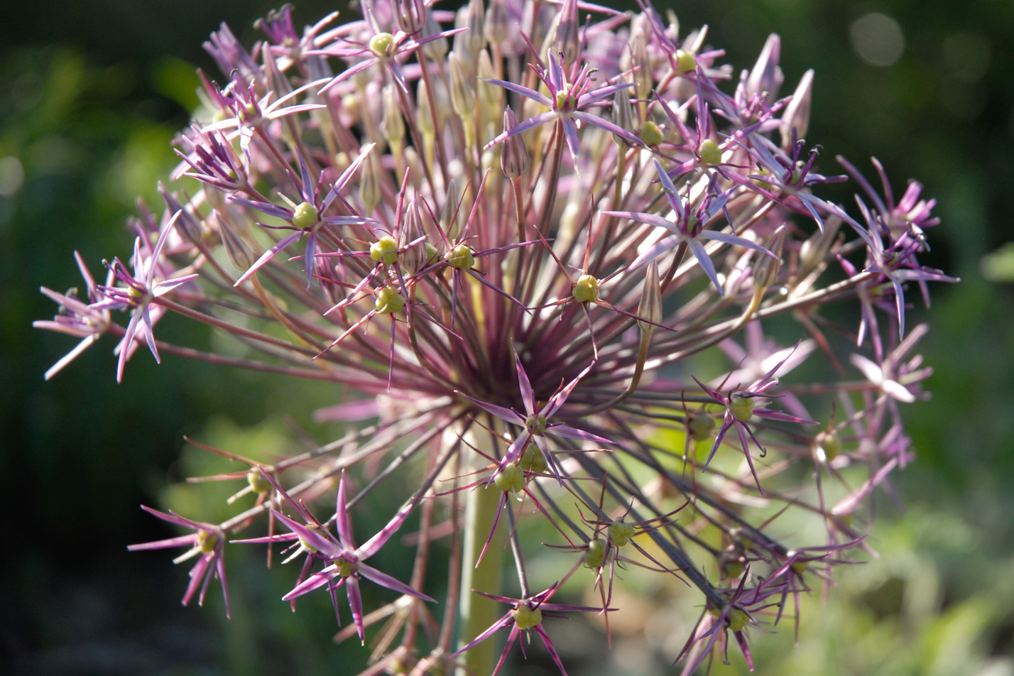 Persian Star Allium